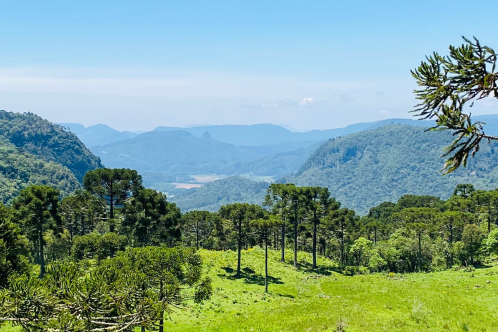 Sitio com 5 hectares a venda