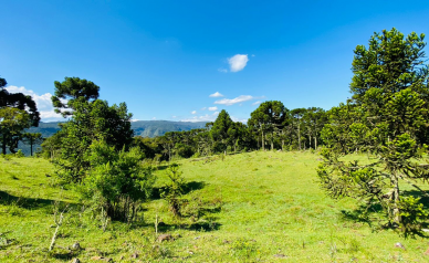 Sitio a Venda - Serra Catarinense - Excelente Localizao