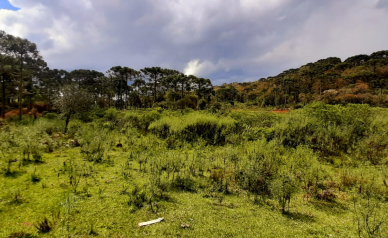 Sitio a Venda - Urubici - Serra Catarinense