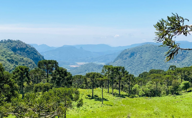 Sitio com 5 hectares a venda