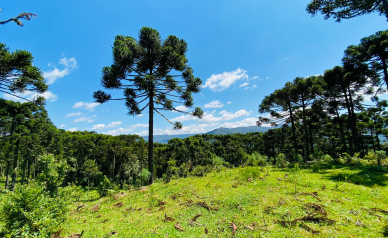 Terreno a Venda - Excelente Localizao  