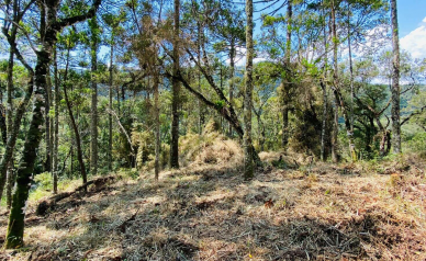 Terreno a Venda - com Excelente Localizao - Serra Catarinense