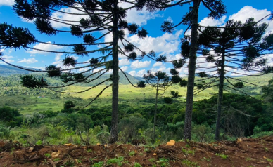 Terreno  Venda - Linda Vista das Montanhas -  Crioulas 