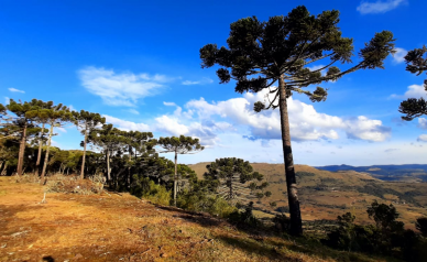 Terreno a Venda - Urubici - Boa Localizao - Serra Catarinense 