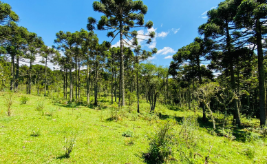 Terreno a Venda - Urubici - Serra Catarinense 