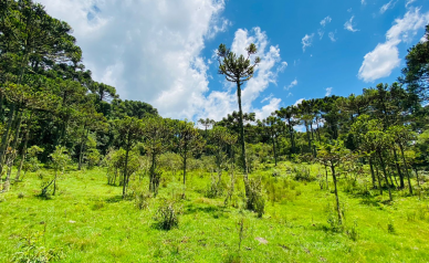 Terreno a Venda - Urubici - Serra Catarinense - So Pedro