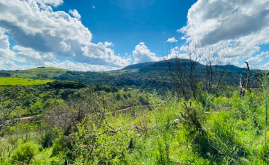 Terrenos a Venda - Crioulas - Excelente Localizao 