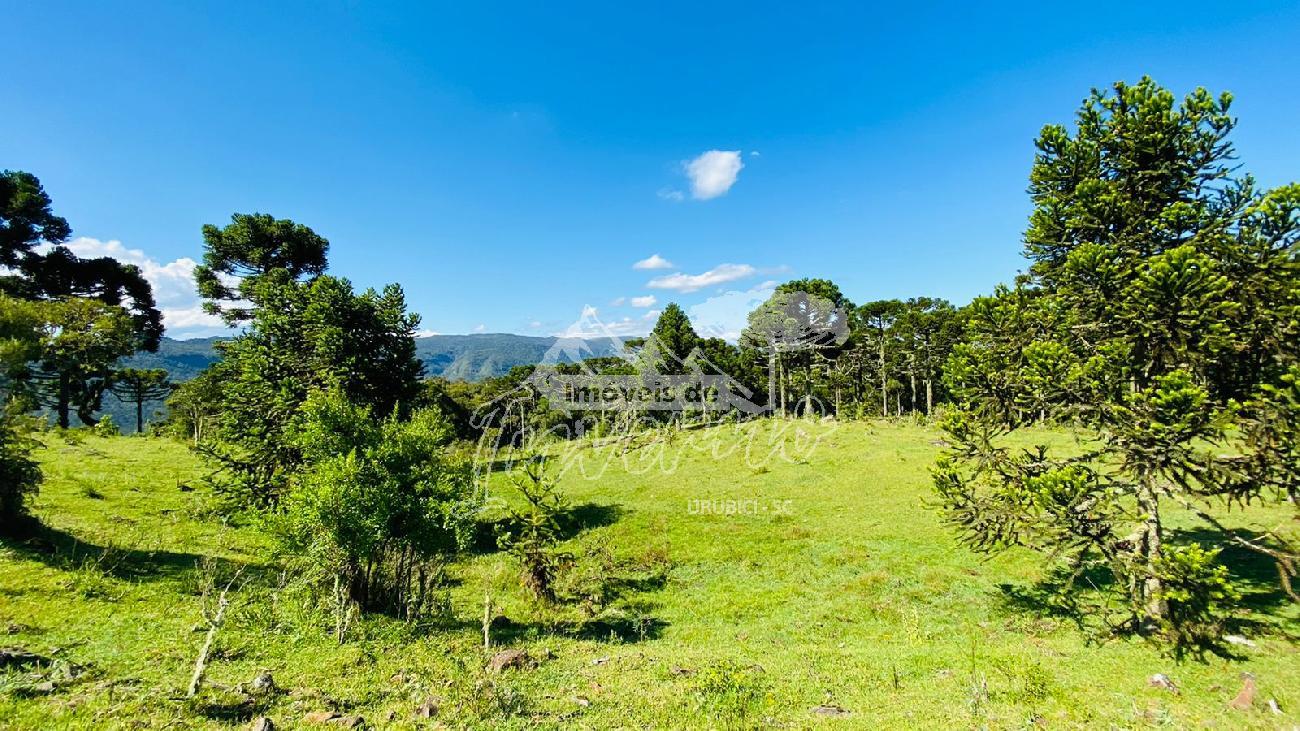 Sitio a Venda - Serra Catarinense - Excelente Localizao