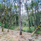 Sitio a Venda - Excelente Localizao - Vista das Montanhas 