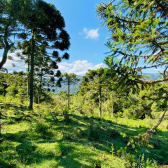 Sitio a Venda - Serra Catarinense - Excelente Localizao