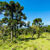 Sitio a Venda - Serra Catarinense - Excelente Localizao