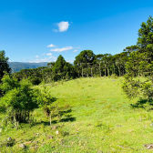 Sitio a Venda - Serra Catarinense - Excelente Localizao