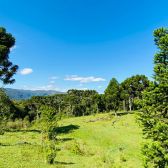 Sitio a Venda - Serra Catarinense - Excelente Localizao