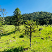 Sitio a Venda - Serra Catarinense - Excelente Localizao