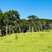 Sitio a Venda - Serra Catarinense - Excelente Localizao