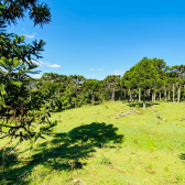 Sitio a Venda - Serra Catarinense - Excelente Localizao