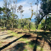 Sitio a Venda - Serra Catarinense - Vista para o Vale e Montanhas