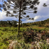 Sitio a Venda - Urubici - Serra Catarinense