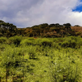 Sitio a Venda - Urubici - Serra Catarinense