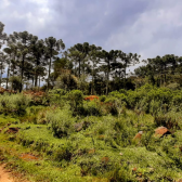 Sitio a Venda - Urubici - Serra Catarinense