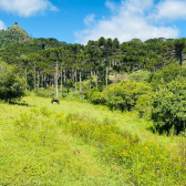 Sitio a Venda - Urubici - Serra Catarinense