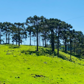 Sitio com 5 hectares a venda