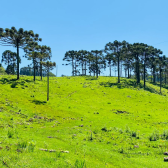 Sitio com 5 hectares a venda