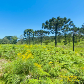 Sitio com 5 hectares a venda