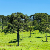 Sitio com 5 hectares a venda