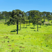 Sitio com 5 hectares a venda