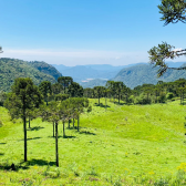 Sitio com 5 hectares a venda