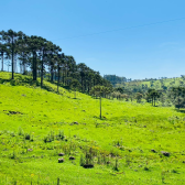 Sitio com 5 hectares a venda