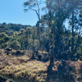 Terreno a Venda com gua corrente - Urubici - Serra Catarinense