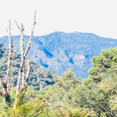 Terreno  Venda com Casa - Santa Tereza