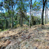 Terreno a Venda - com Excelente Localizao - Serra Catarinense