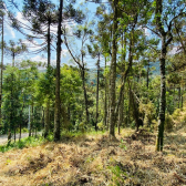 Terreno a Venda - com Excelente Localizao - Serra Catarinense