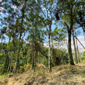 Terreno a Venda - com Excelente Localizao - Serra Catarinense