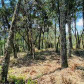 Terreno a Venda - com Excelente Localizao - Serra Catarinense