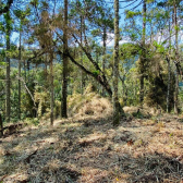 Terreno a Venda - com Excelente Localizao - Serra Catarinense