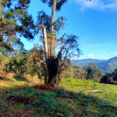 Terreno  Venda com Pr do Sol -  Urubici - Serra Catarinense 