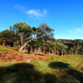 Terreno  Venda com Pr do Sol -  Urubici - Serra Catarinense 