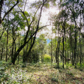 Terreno a Venda - Excelente Localizao - Baiano