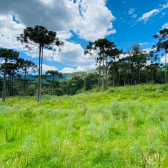 Terreno a Venda - Excelente Localizao - Serra Catarinense 