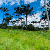 Terreno a Venda - Excelente Localizao - Serra Catarinense 