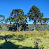 Terreno  venda - Morro da Igreja - Vista para Cachoeira