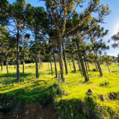 Terreno  Venda - Rio dos Bugres - Vista das Montanhas