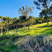 Terreno  Venda - Rio dos Bugres - Vista das Montanhas