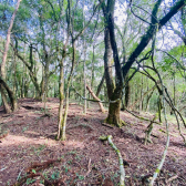 Terreno a Venda - Serra Catarinense -  tima Localizao