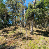 Terreno a Venda - Serra Catarinense - Vista das Montanhas 