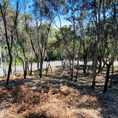 Terreno a Venda - Serra Catarinense - Vista das Montanhas 